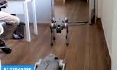 Dog Robot Event Rent 8122540589 Ai Bangalore Chennai Hyderabad Mumbai Pune Goa Delhi Mysore India