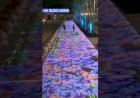 3D Floor Projector Light | Royal Grand Wedding Decoration +91 81225 40589 India | Entrance Decor