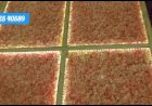 Glass Flower Floor | Acrylic Floor | LED Floor +91 81225 40589 Wedding Reception Stage Decor India