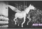 kinetic Horse | flying Horse 81225 40589 India | creative Art Decor | Hotel Restaurant Bar Pub goa