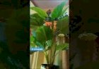 water Bubble Wall & Flower stand New Design interior Decor Mumbai Delhi Bangalore Hyderabad Goa