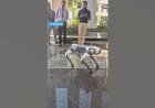 Dog Robot Event Rent 8122540589 India #Dog #Robo #Event New Concept Tech Event India