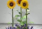 #Interactive Sunflower Rotate Mechanism Decoration 8122540589 Delhi Mumbai Hyderabad Bangalore India