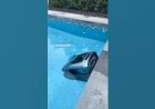 #Swimming pool cleaning Robot Machine 8122540589 India Hyderabad Bangalore Mumbai Goa Pune chennai