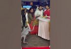 Dog Robot Event Rent New concept 8122540589 Chennai Bangalore Hyderabad Mumbai Goa Andhra India #Dog