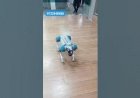 Dog Robot Event Rent 8122540589 Hyderabad Bangalore Mumbai Pune Goa Chennai Delhi Jaipur India