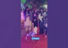 Dog Robot Event Rent 8122540589 Mumbai Pune Hyderabad Bangalore Delhi Chennai Goa Jaipur New concept