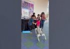Dog Robot school Event Entertainment Activities Rent 8122540589 Hyderabad Bangalore Andhra Chennai