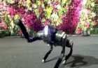 Dog Robot Event Rent 8122540589 Kanpur Uttar Pradesh noida Delhi Gujarat Jaipur Hyderabad Goa India