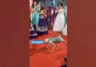 Dog Robot Event Rent 8122540589 Bangalore Hyderabad Andhra Mumbai Delhi pondicherry Goa Noida India