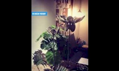Kinetic Flower | Blooming Flower +91 81225 40589 India | New Concept Event decoration