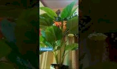 water Bubble Wall & Flower stand New Design interior Decor Mumbai Delhi Bangalore Hyderabad Goa