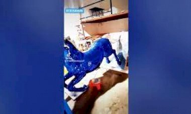 Horse sculpture art 8122540589 mirror horse event decor Mumbai Bangalore Hyderabad Delhi goa India