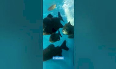 Fish Aquarium Tunnel Entry under water Tunnel Entry Event Rent 8122540589 India