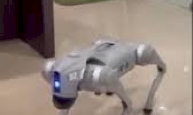#Dog Robo New Concept Event 8122540589 Bangalore Hyderabad Mumbai Chennai Kerala India #Robot #Event
