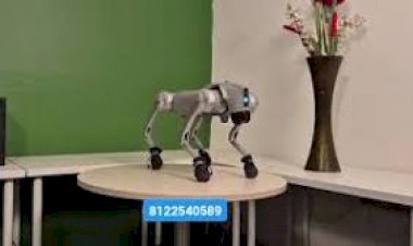 Dog Robo Event Rent & Sales 8122540589 Hyderabad Bangalore Mumbai Pune Goa Chennai Pondicherry India